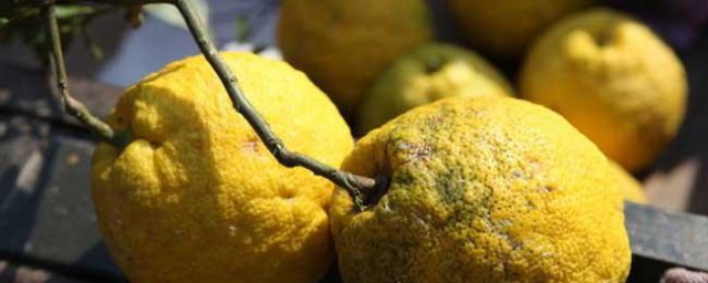 香橼的功效与作用禁忌是什么(香橼的功效与作用点的功效与作用及禁忌)