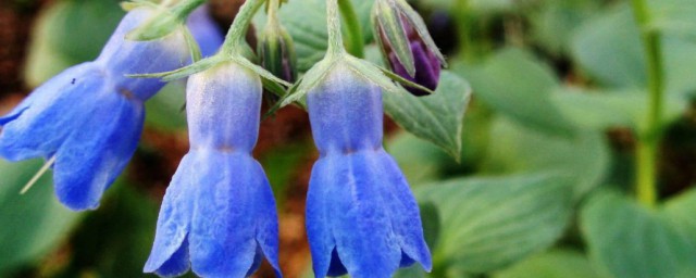 紫草有什么功效与作用禁忌(紫草功效与作用及禁忌功效与作用的功效)