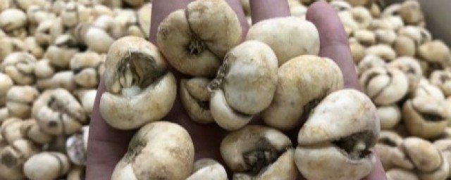 浙贝母的用法(浙贝母的用途)