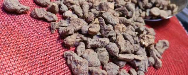 关于蕨麻的功效与作用禁忌(蕨麻的功效与作用吃法大全)