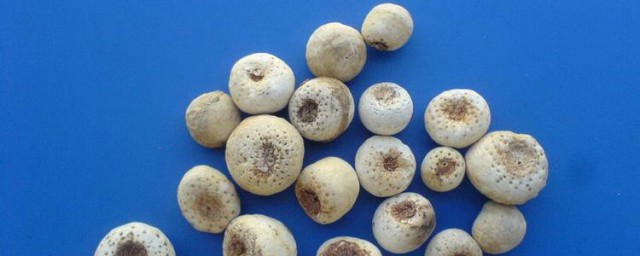 姜半夏的功效与作用及禁忌是什么(姜半夏的功能主治与药用禁忌)