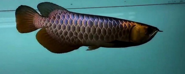 养龙鱼要注意些什么(养龙鱼有什么技术要求鱼)