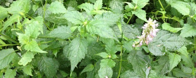 藿香叶的功效与作用及禁忌是什么(藿香叶的功效与作用点)