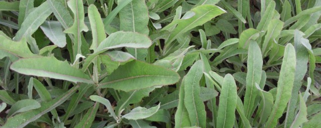 曲曲菜的功效与禁忌是什么(曲曲菜的功效和吃法)