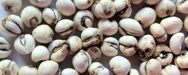 关于川贝母的功效与作用及禁忌(川贝母的功效与作用及食用方法)