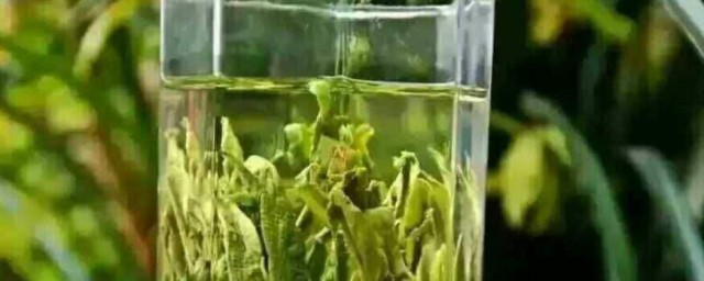 太平猴魁冲泡方法(太平猴魁的泡法)