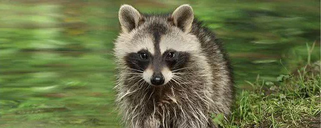 浣熊为何喜欢洗东西(为什么小浣熊喜欢洗东西)