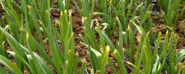 春季大蒜怎么种植(春季大蒜种植技术)