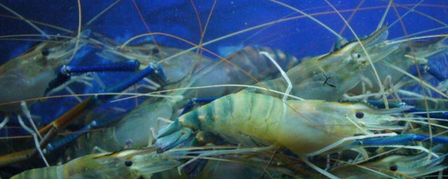 鱼虾如何储存(虾怎样储存)