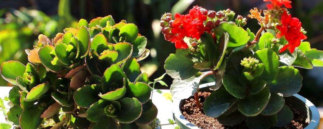 点纹十二卷的养殖方法介绍(条纹十二卷怎么种植)