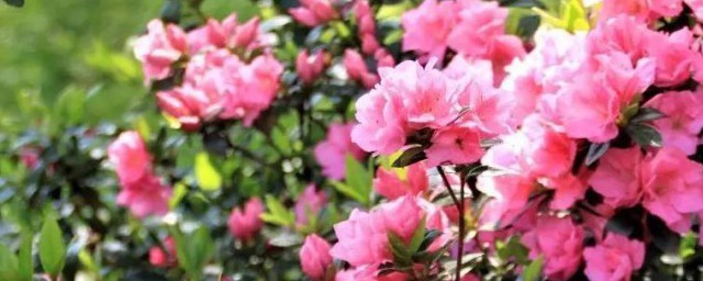 映山红北方怎么养殖(映山红怎样养殖)