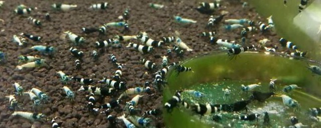 黑金刚螺如何养殖(黑金刚螺生长环境)