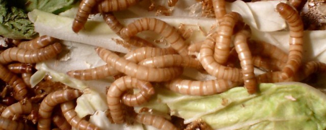 黄粉虫吃什么(黄粉虫吃什么蔬菜)