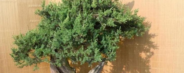 刺柏盆景如何养殖(刺柏做盆景有价值吗)