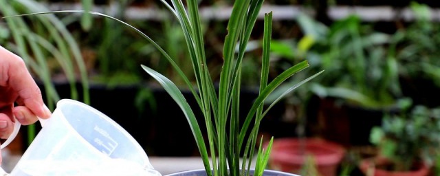 兰花怎么栽培(君子兰花怎么栽培)