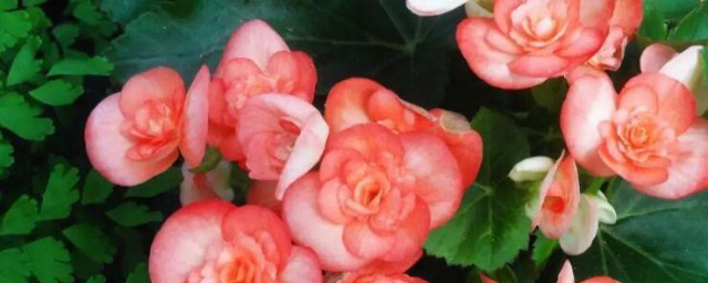 重瓣海棠花如何养殖(重瓣海棠花种植)