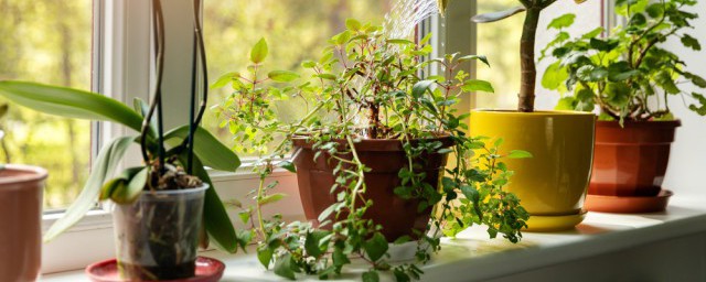 植物扦插的方法(植物扦插的方法步骤图片多肉)