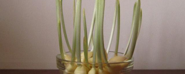 水种大蒜的方法以及变化(用水种大蒜的生长过程)