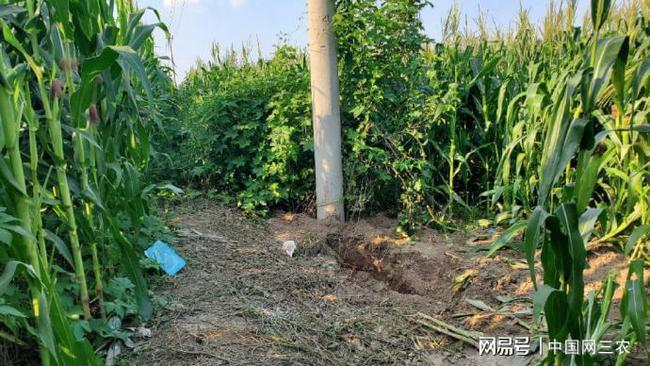 玉米男孩图片,玉米人恐怖图片(玉米男孩恐怖)