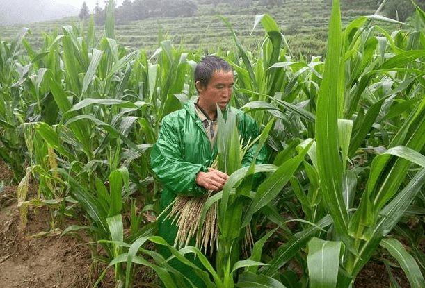 玉米男孩图片,玉米人恐怖图片(玉米男孩恐怖) 玉米男孩图片,玉米人恐怖图片(玉米男孩恐怖)