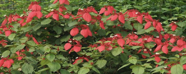 红叶金花的简介(红叶金银花是啥品种)