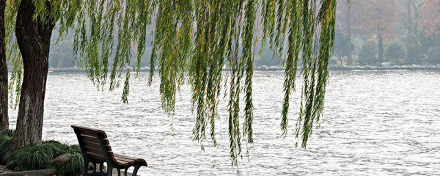 原来柳树生命力这么顽强(柳树是生命力很强的一种树)