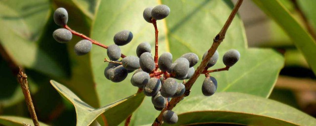 女贞子别名有哪些(女贞子学名)