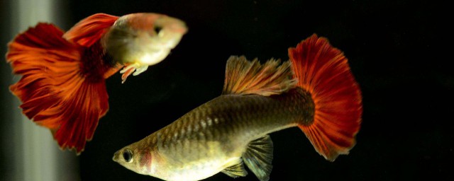 怎么防治孔雀鱼尾巴烂(孔雀鱼尾巴烂掉了怎么办)