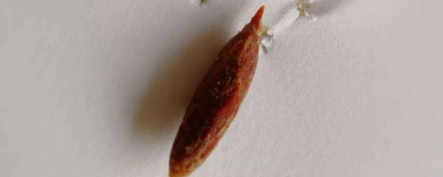 小孩吞下枣核处理方法(小孩子吞下红枣核怎么办)