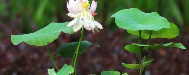 盆莲的养护要点(碗莲的养护和注意事项)