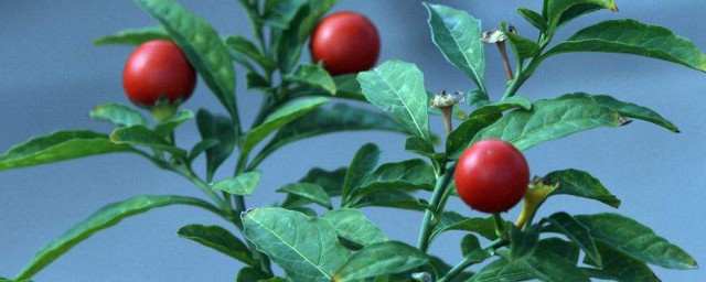 抓住这四点很重要(把握以下几点尤为重要)