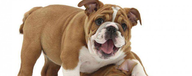 1994年出生的属狗人一生运程如何(1994年属狗出生时辰命运)