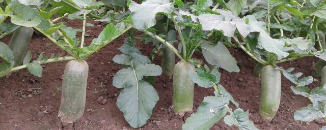 沙窝萝卜特点(沙窝萝卜是什么萝卜)