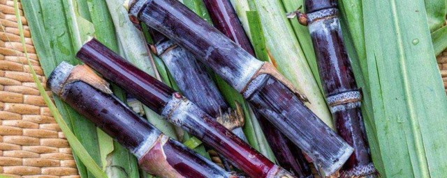 北方甘蔗种植技术方法(北方甘蔗种苗)