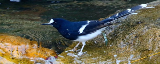 黑背燕尾的简介(白眉黑背燕尾)