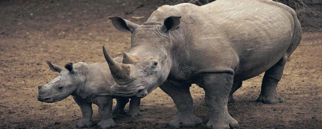 犀牛的介绍(犀牛的介绍英语)