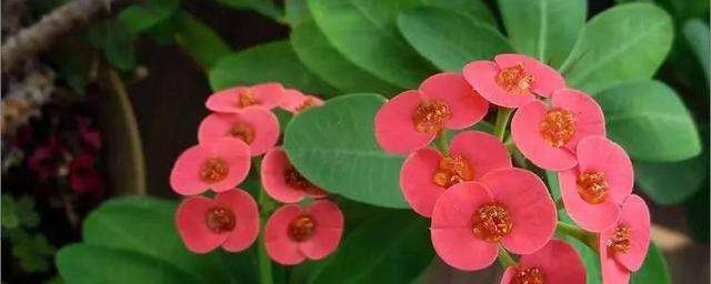 小基督虎刺梅(大花虎刺梅怎么养)