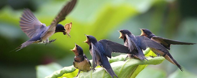 十首描写燕子的古诗词(古诗描写燕子的古诗)