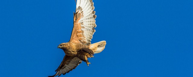 鵟与鹰有什么区别(鹰鳐是什么)