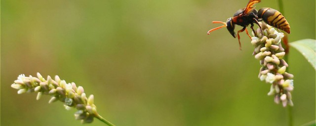 马蜂简介(马蜂的相关资料)