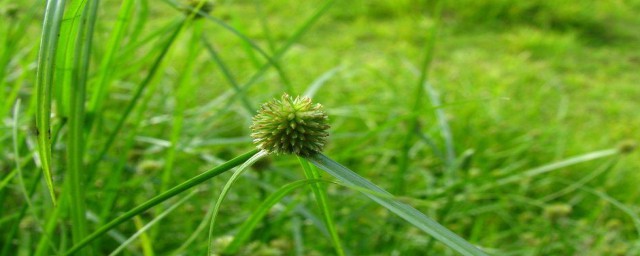 香附子的简介(香附子又名叫什么)