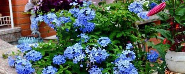 5到7即可(5+7点5+)