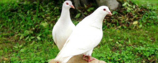 养鸽子有什么风水禁忌(养鸽子最忌讳什么)