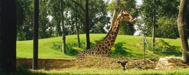 以及关于此动物园的简介(动物园 百科)