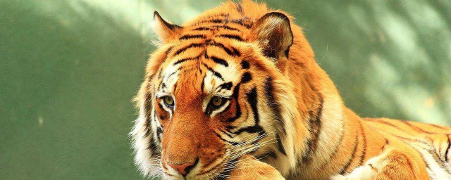 什么时辰好(老虎生在什么时辰好)