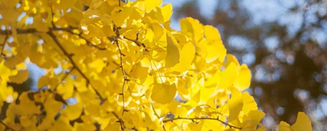 银杏是最美秋色的代表(秋天的银杏是什么样的)