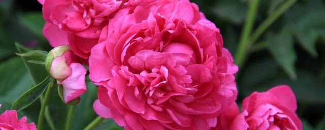 三个不同点让你一眼分辨牡丹和芍药(芍药与牡丹的异同点)