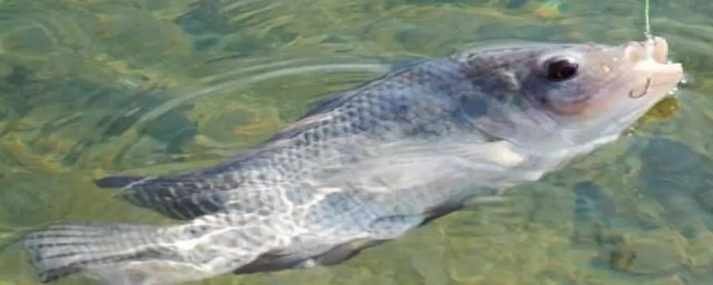 钓鱼方法揭秘(钓鱼怎么钓法)