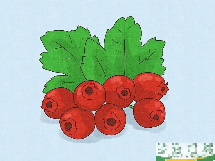 能通过服用草药增大阴茎吗?事实与谎言 能通过服用草药增大阴茎吗?事实与谎言