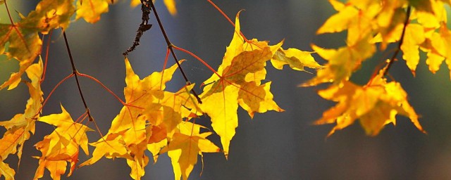 描写深秋的优美句子(描写深秋的优美句子不少于五行)